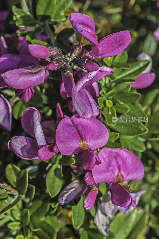 Pickeringia montana，俗称荠菜。它是加州特有的，在加州索诺玛县的玛雅卡玛斯山保护区被发现。
